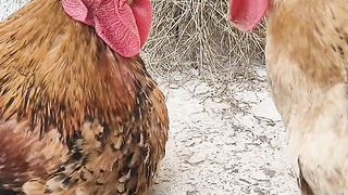 Funny video
