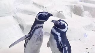 Amazing video