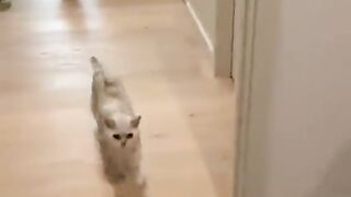Funny Cat Scare