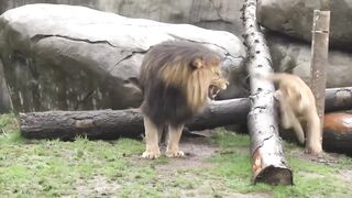 Lion - Dad and Son