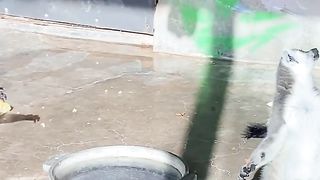Amazing video