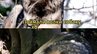 Два года прожила собака в стае, с волками была на равных...