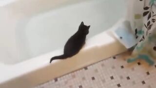 Funny Kitten jumps in bath tub
