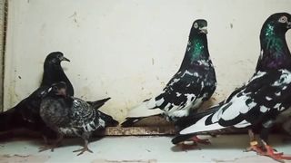 .  here link description for sell Cheap price