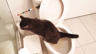 Кот ходит на унитаз и сливает за собой