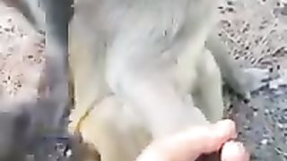 Not seen