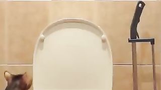 Масик писает (кот смывает за собой в унитазе) (cat uses toilet and flushing)