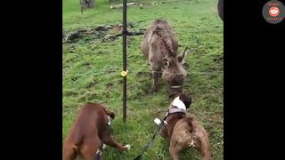 Donkey Laughs at Dog Getting Shocked By Electric Fence