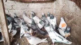 here link description for sell Cheap price