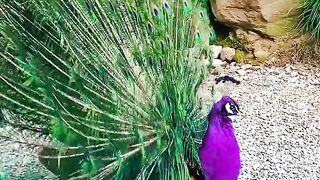 ماشاءاللہ زبردست ویڈیو