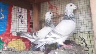 here link description for sell Cheap price