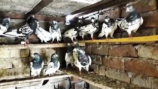 here link description for sell Cheap price