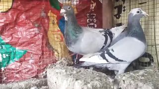 here link description for sell Cheap price