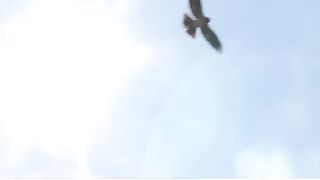 trouble in desert