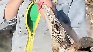 Ostrich Leg Cocking recipe