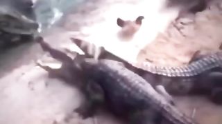 Croco vs poulet