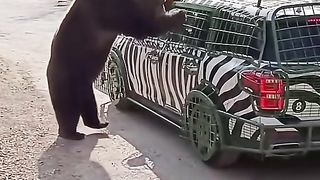 Panda Funny Video With Safari Tourist Car