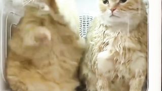 Mpuuuus Oyen Mau Keluar Tapi Kagak Bisa