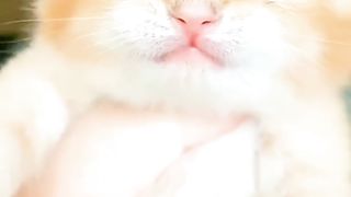 Oyen Kitten Manja