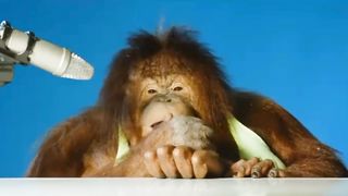 orangutan asmr | Orang Utan ASMR