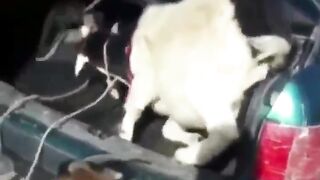 Echki