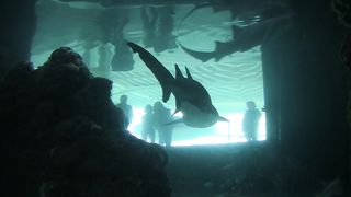 shark
