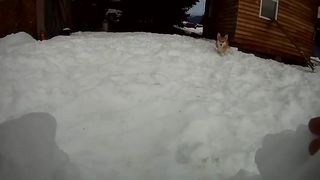 Corgi Snow Tunnel