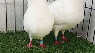 The pigeon of