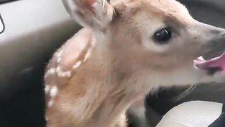 Fawn Bleats After Being Rescued