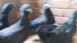 Hen blay