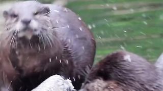 Amazing video
