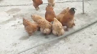Bantam golden ll buff