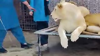 lion vs girl