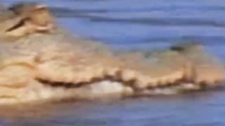 Animal sounds ( Crocodile Voice )