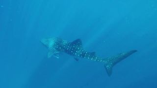 shark