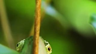 Animal sounds ( Chameleon Voice )