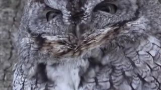 Animal sounds ( Owl Voice )