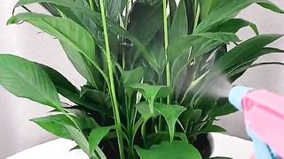 Office Decoration  Ep (11)