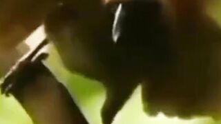 Animal sounds ( Bird of paradise Voice )
