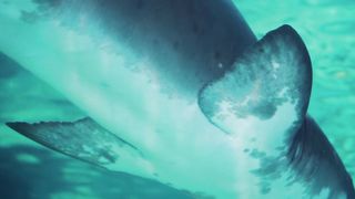 shark
