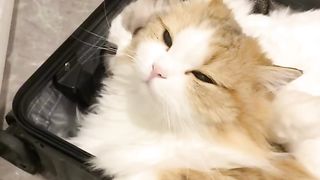 I love this Cat ????????????