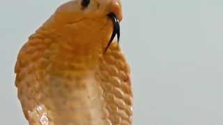 Mongoose Vs Cobra killer
