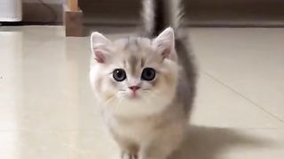 Amazing Cat - Cute Cat Video