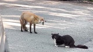 This is a very interesting animal fighting Fox Vs cat, before watching predict who is a winner