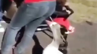 Funny animals