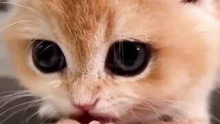 Funny cat