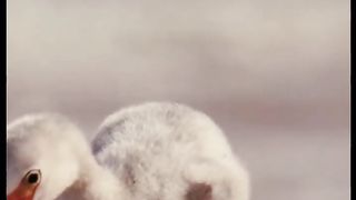 Waaawow Look Beautiful Flamingo ???? feeds, yes I like it crop milk to its chick