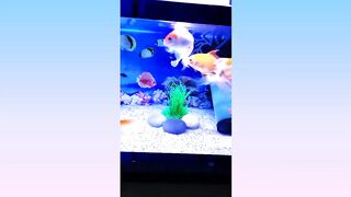 Fish aquarium