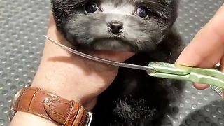 Cutest Doggy