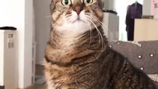 This sound is supposed to remind cats of how they were worshipped in Ancient Egypt